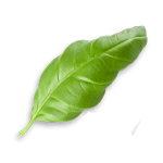leaves_3.png leaves_3.png